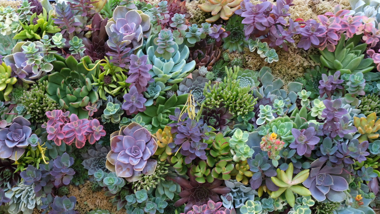 succulents unusual Unusual Succulent Plant Collection main image 1