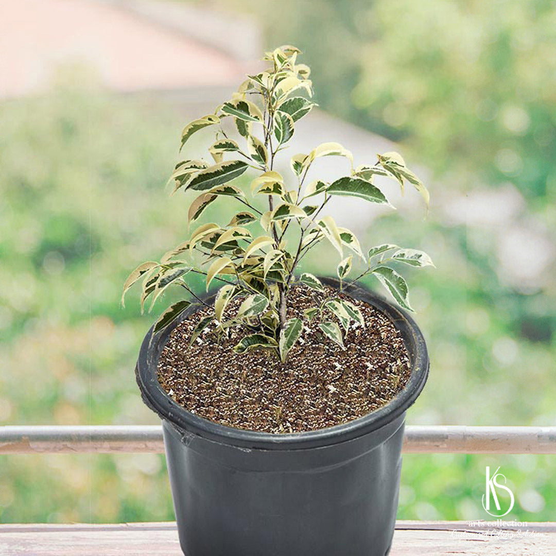 potted live plants KS Fiscus Starlight Beautiful Live Plants – KS ARTS COLLECTION