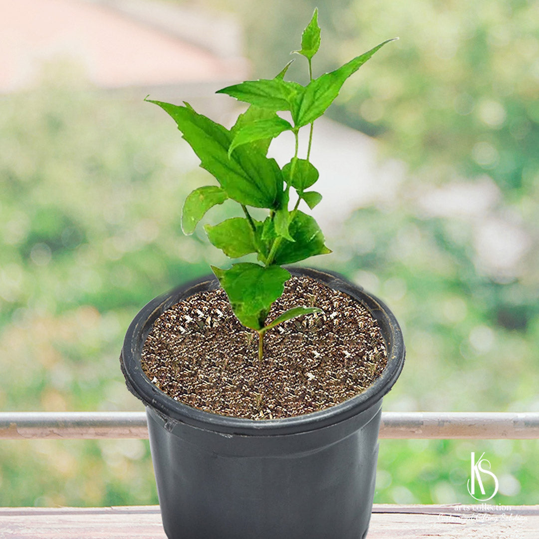 parijat plant seeds online KS Harshringar Parijat Plant – KS ARTS COLLECTION
