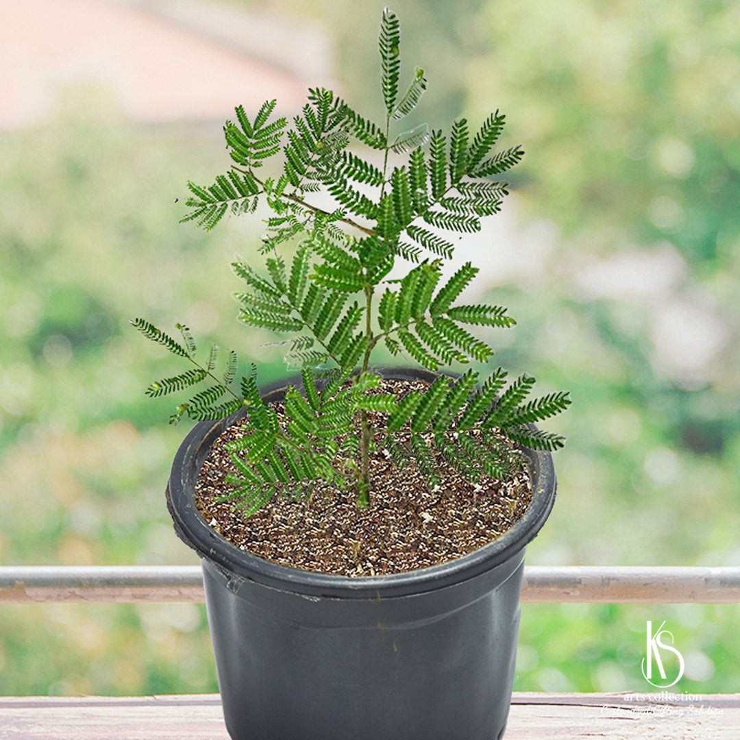 shami tree bonsai KS Shami Plant – KS ARTS COLLECTION