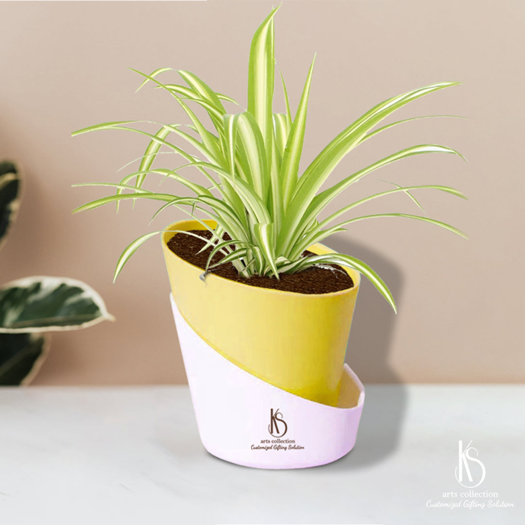Surprise your loved ones with the beauty of our KS Spider Plant in a self-watering pot. Create a customized gift and shop at our online gift shop for an unforgettable present!