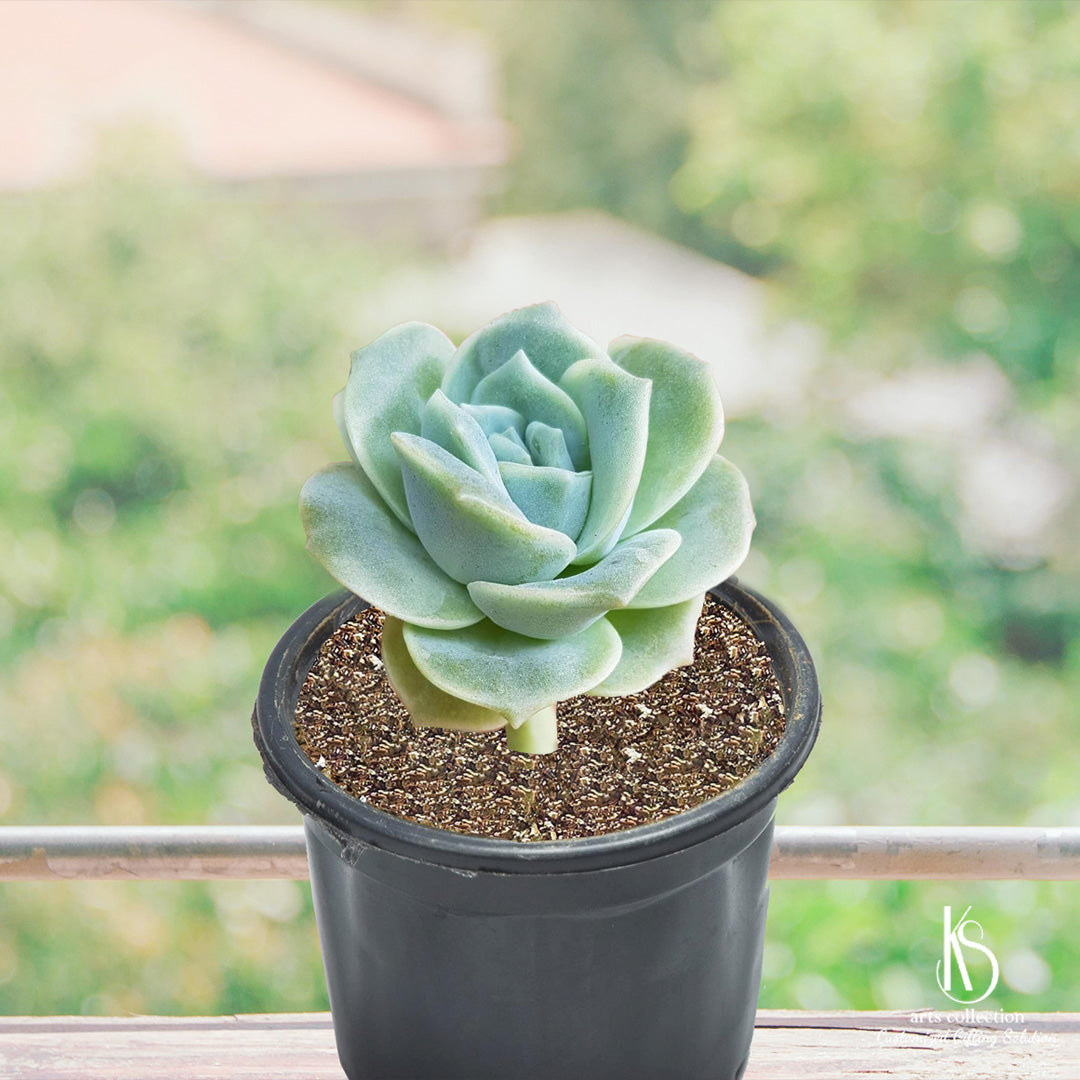lovely rose succulent KS xGraptoveria Lovely Rose Succulent Plant – KS ARTS COLLECTION