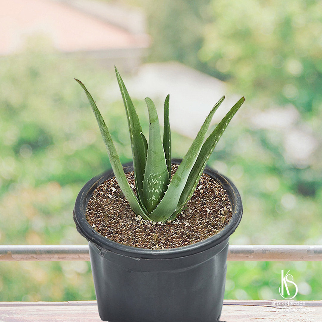 KS Aloe Vera Plant in 6 inch nursery – KS ARTS COLLECTION