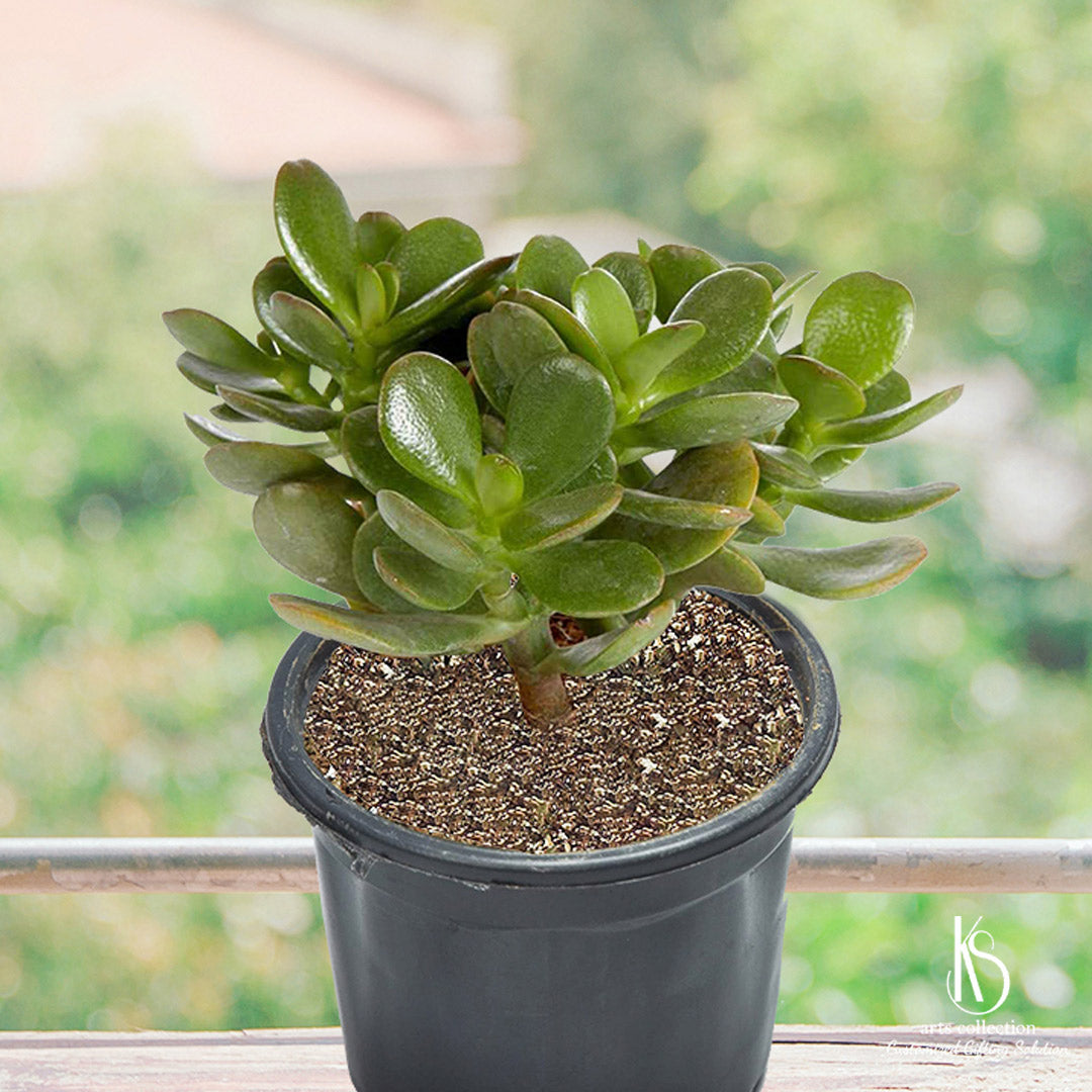 succulent plants online KS Kuberakshi Plant Crassula Ovata Succulent – KS ARTS COLLECTION