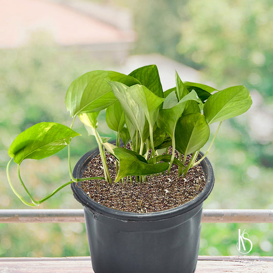 Brighten up someone's day with our KS Money Plant. Customize it with a special message for make a thoughtful personalised gift. Our online gift shop can deliver all over India.