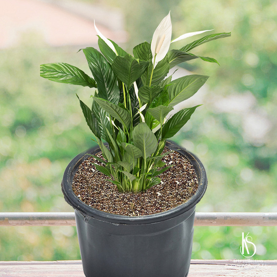 plant nursing pot KS Peace Lily Plant in 6 inch nursery pot – KS ARTS COLLECTION