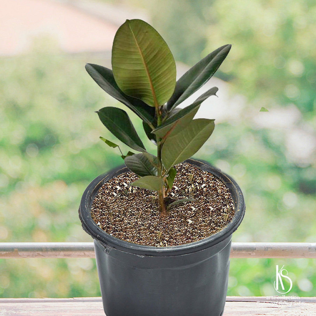 rubber tree pot KS Rubber plant in 6 inch nursery pot – KS ARTS COLLECTION