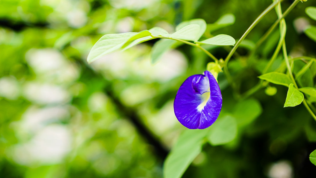 Looking for a comprehensive care guide for your Aparajita plant? Check out our blog for helpful tips and tricks to keep your Asian pigeonwings thriving