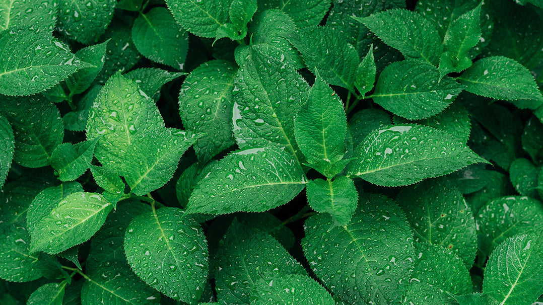 Discover the Best Plants for Monsoon