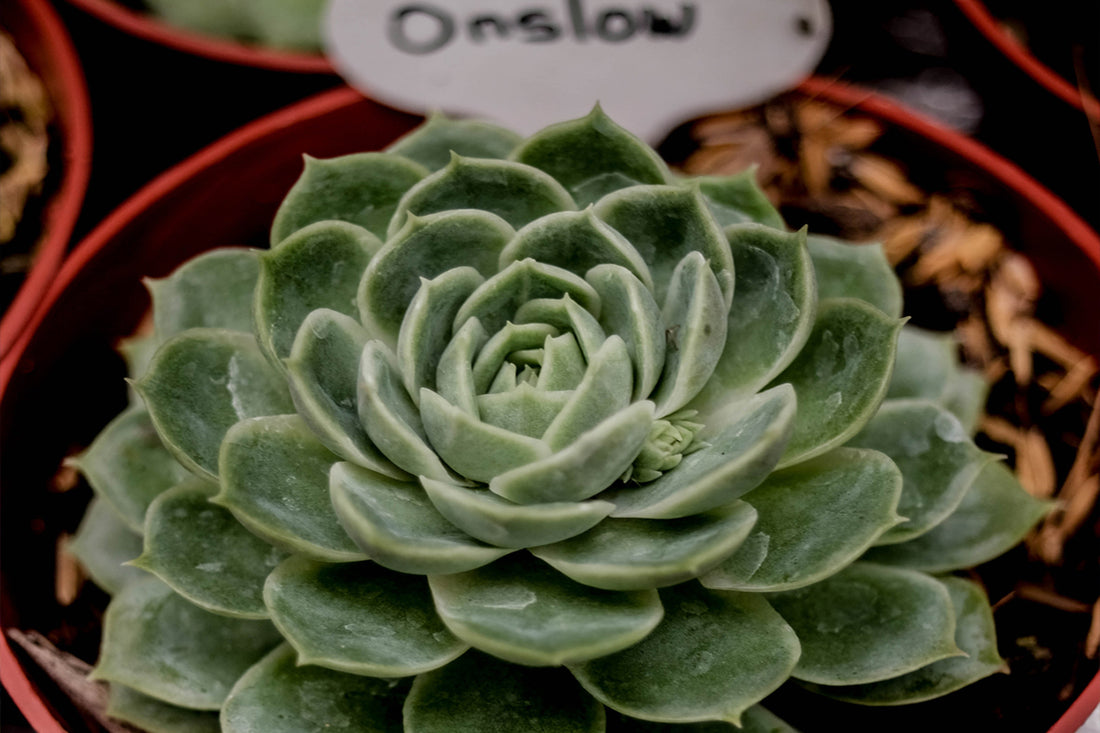 Grow your green-thumb with our detailed blog Echeveria Onslow Succulent care complete guide. Let's cultivate some lush, healthy succulents.