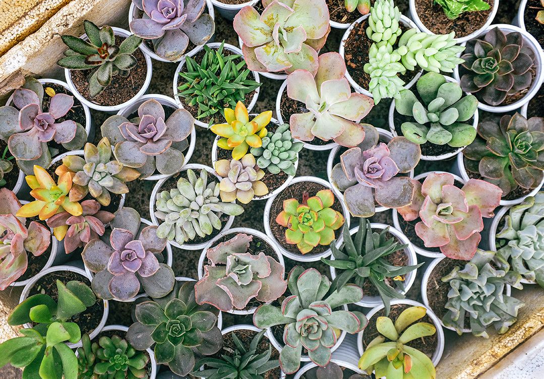 Essential Succulent Care Tips During the Monsoon Season