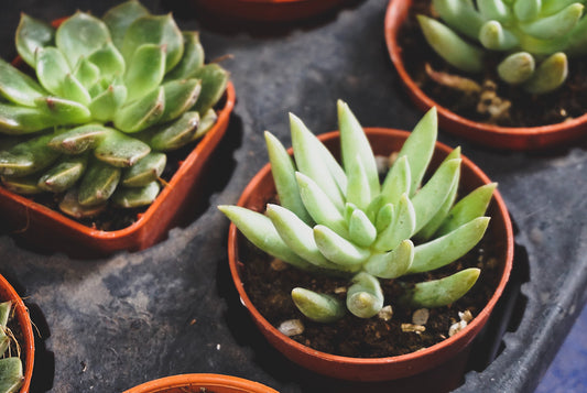 Explore our blog on How do chemical coordination in plants and discover the fascinating way they communicate and thrive together. Perfect for plant enthusiasts