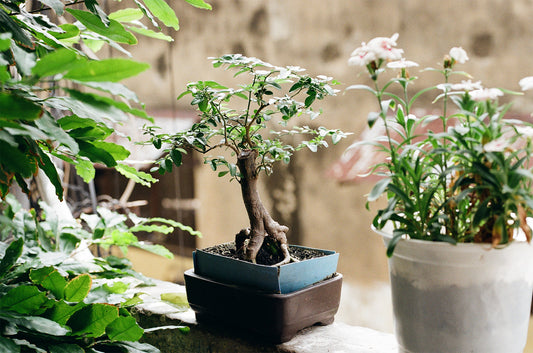 Unravel the magic of phototropism in plants! Check our Online Gift Shop blog for insight & inspiration. Customized Gift ideas with a green thumb