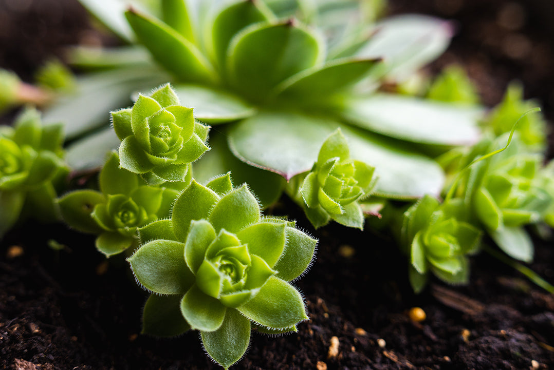 Sempervivum or Laxmi Kamal Succulent Care Tips - in Mumbai