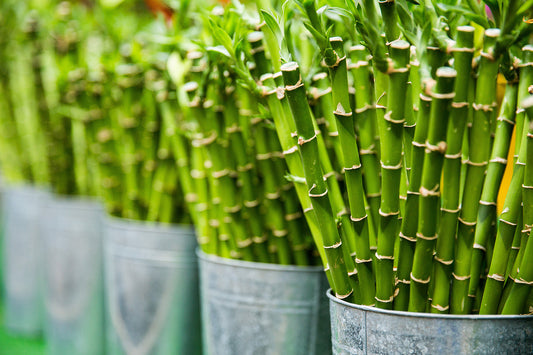 Delve into the reasons why gifting a bamboo plant is a thoughtful gesture. Explore our collection of the best plants to give as return gifts, making your celebrations even more memorable.