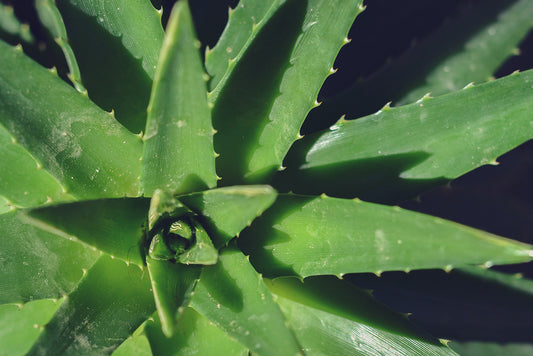 Discover amazing facts about aloe vera on our blog. From soothing sunburns to boosting skincare, explore the wonders of this natural plant ally today.