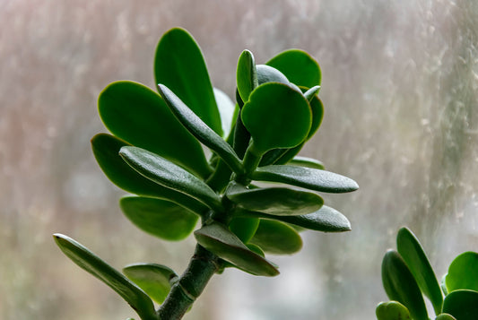 Discover the beauty and benefit of Kuber Plant - Crassula ovata or Jade Plant. This blog highlights the amazing benefits this plant brings to your home.