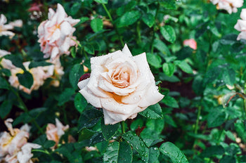 Growing Rose Plant Step-by-Step Complete Guide – KS ARTS COLLECTION
