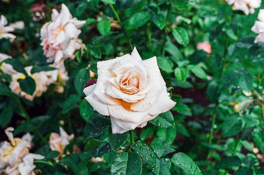 Learn to grow robust roses at home with our blog's detailed Growing Rose Plant Step-by-Step Complete Guide. Blossom into a true gardener