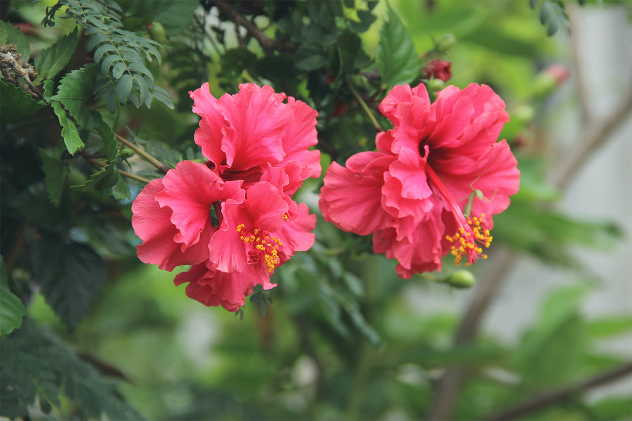 Importance of the Gudhal Hibiscus plant in Indian culture – KS ARTS ...