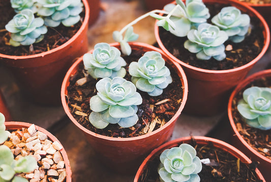 Discover our selection of pet-friendly indoor plants on our blog. Get gardening tips to create a safe and vibrant oasis for you and your beloved pets at home.