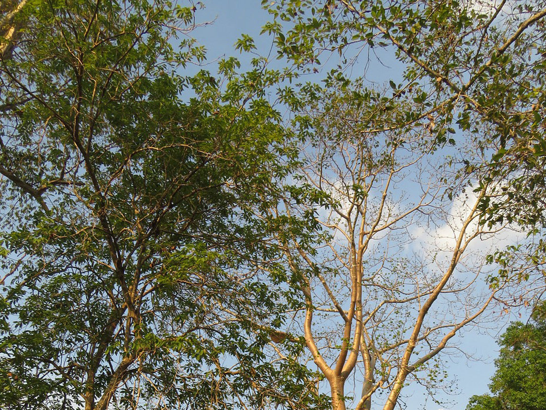 Prosopis cineraria - shami tree in indian culture