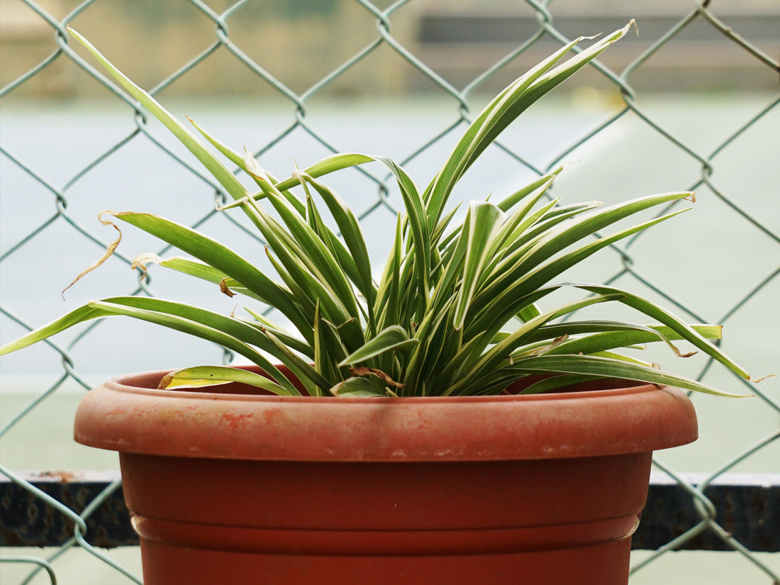 Master the art of Spider plant care with our helpful blog. Our comprehensive guide provides simple tips to keep your plant healthy and happy.