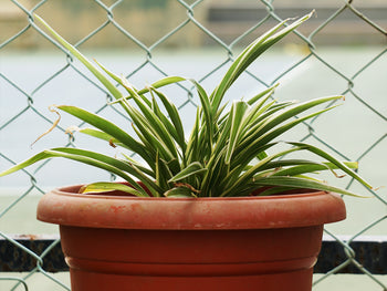 Spider plant - Chlorophytum comosum Care Tips – KS ARTS COLLECTION