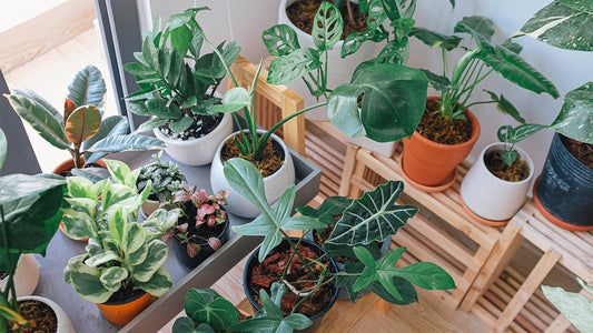 Things to consider when balcony gardening  in our Latest Blog has handy tips for balcony gardening! Become a green thumb in even the smallest spaces