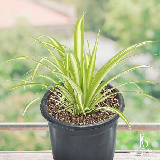 Add a touch of greenery to your space with our KS Air Purifier Spider Plant! It's a fantastic personalised gift from our online gift shop.