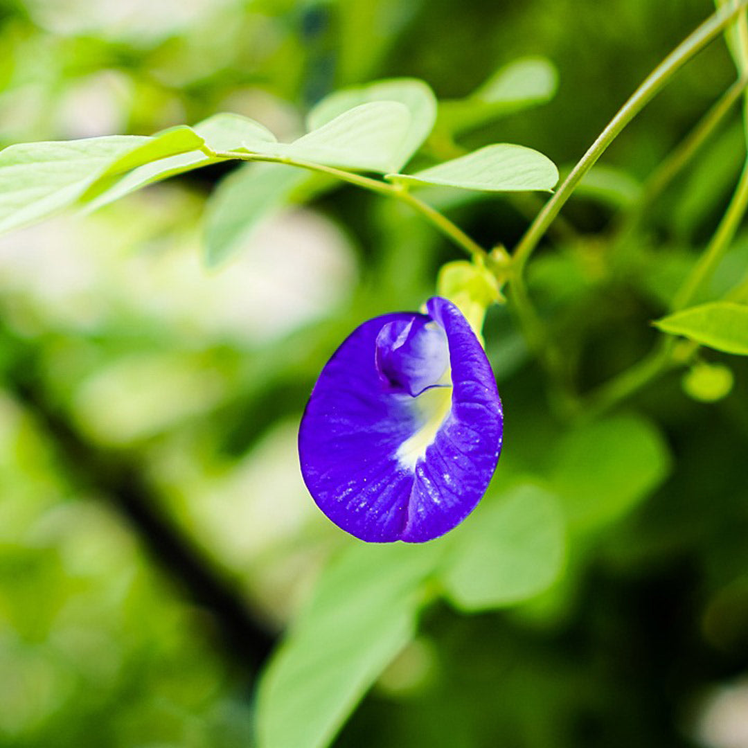 Searching for a customized gift for a plant lover? Look no further than KS Aparajita Flower Seeds, available at our online gift shop.