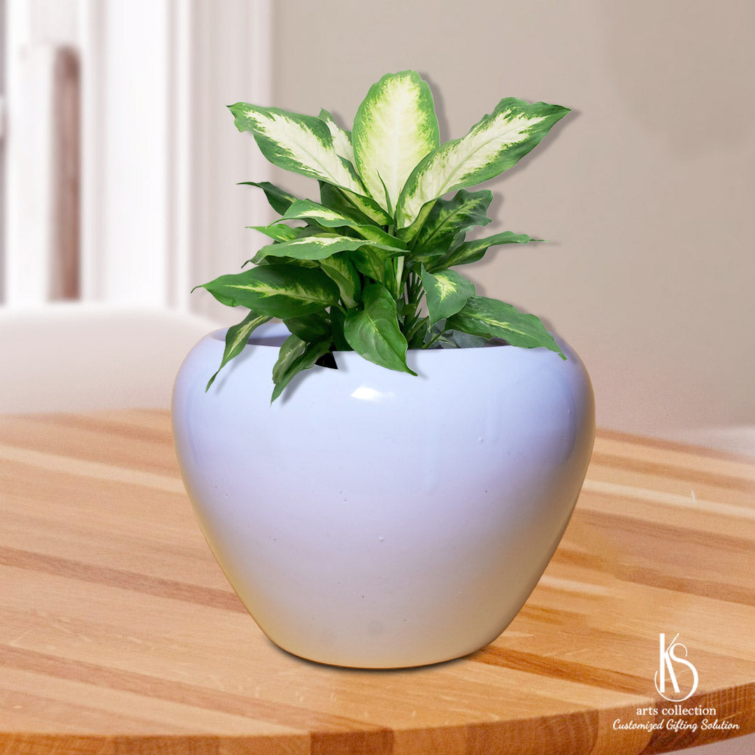 Discover the perfect gift for plant enthusiasts! Our Apple Bottom Ceramic Planter, available at our online gift shop, doubles as a personalised gift and herb planter.