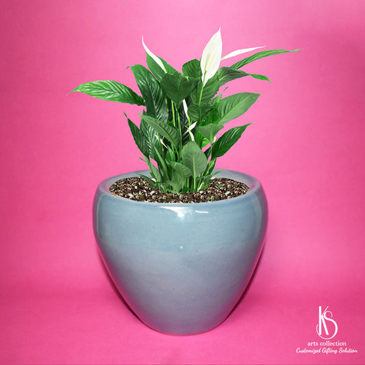 Looking for a unique and eco-friendly gift? Our KS Apple Ceramic Planter from our Online Gift Shop is perfect for personalised gift for herb planting.