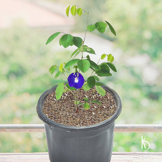 Want to send a memorable gift? Look no further! Discover the KS Asian Pigeonwings Aparajita Plant online at our online gift shop. It's a thoughtful and personalised gift that will bring joy to anyone's day.