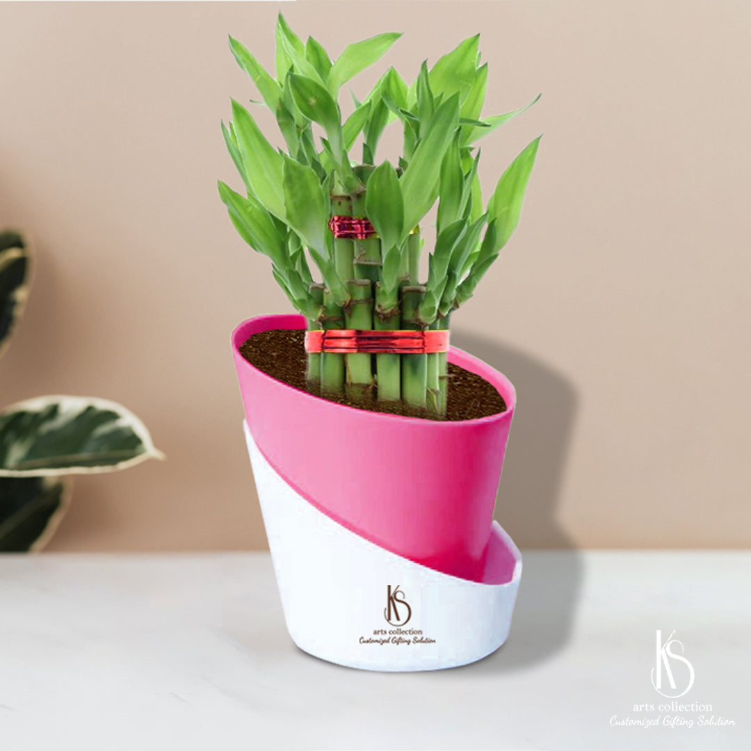 Surprise your loved ones with a personalized touch! Our bamboo plant gift in self-watering pots, available at our online gift shop, is a thoughtful customized gift option.