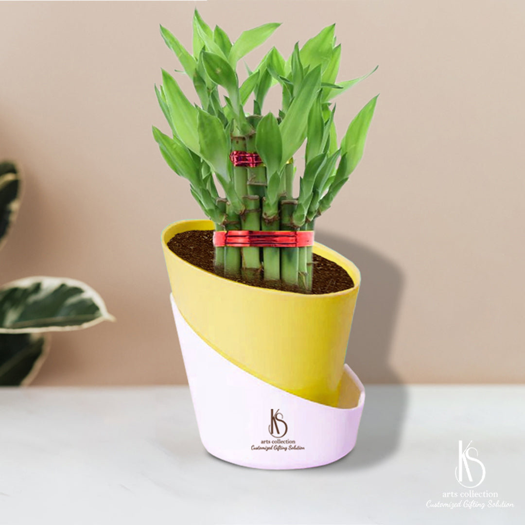 Surprise your loved ones with a Customized Gift they'll adore! Our Self Watering Pots featuring a delightful KS bamboo plant are available at our online gift shop.