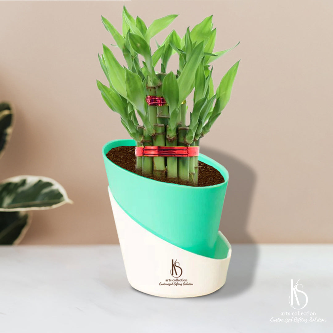 Enjoy the beauty of nature with our bamboo plant gift in self-watering pots. A perfect personalized gift for any occasion from our online gift shop!