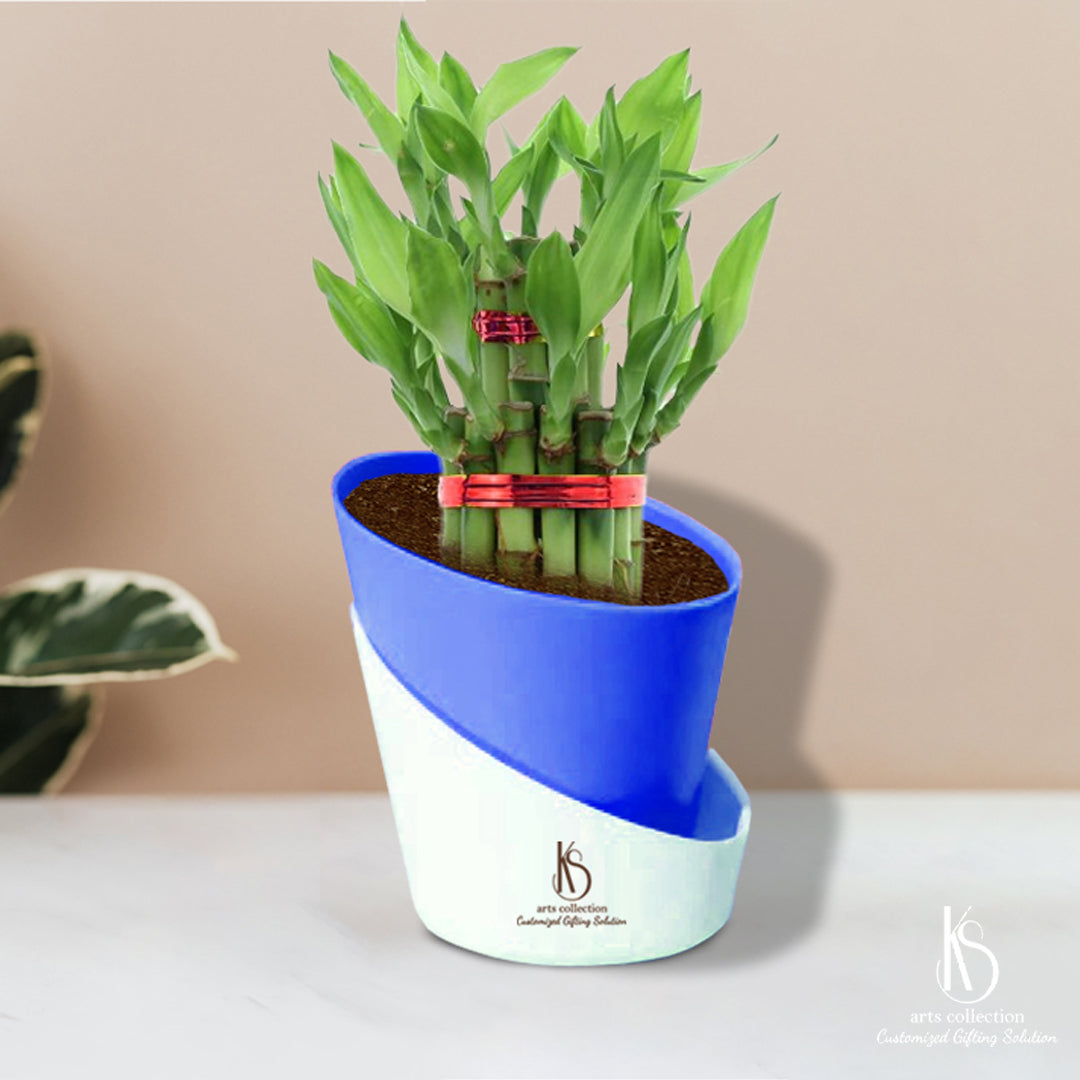 Surprise someone special with a customized bamboo plant gift in self-watering pots. It's a thoughtful and eco-friendly gift option available at our online gift shop!