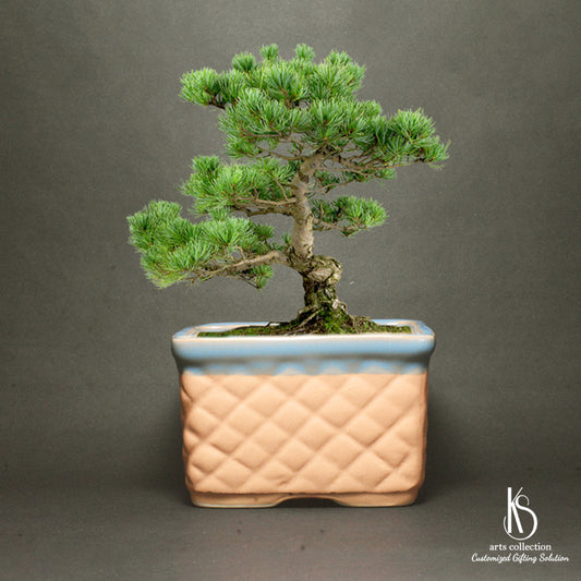 Enhance the beauty of your bonsai with our elegant and versatile KS Basket Ceramic Bonsai Tray. Find this best planter at our trusted online gift shop today.