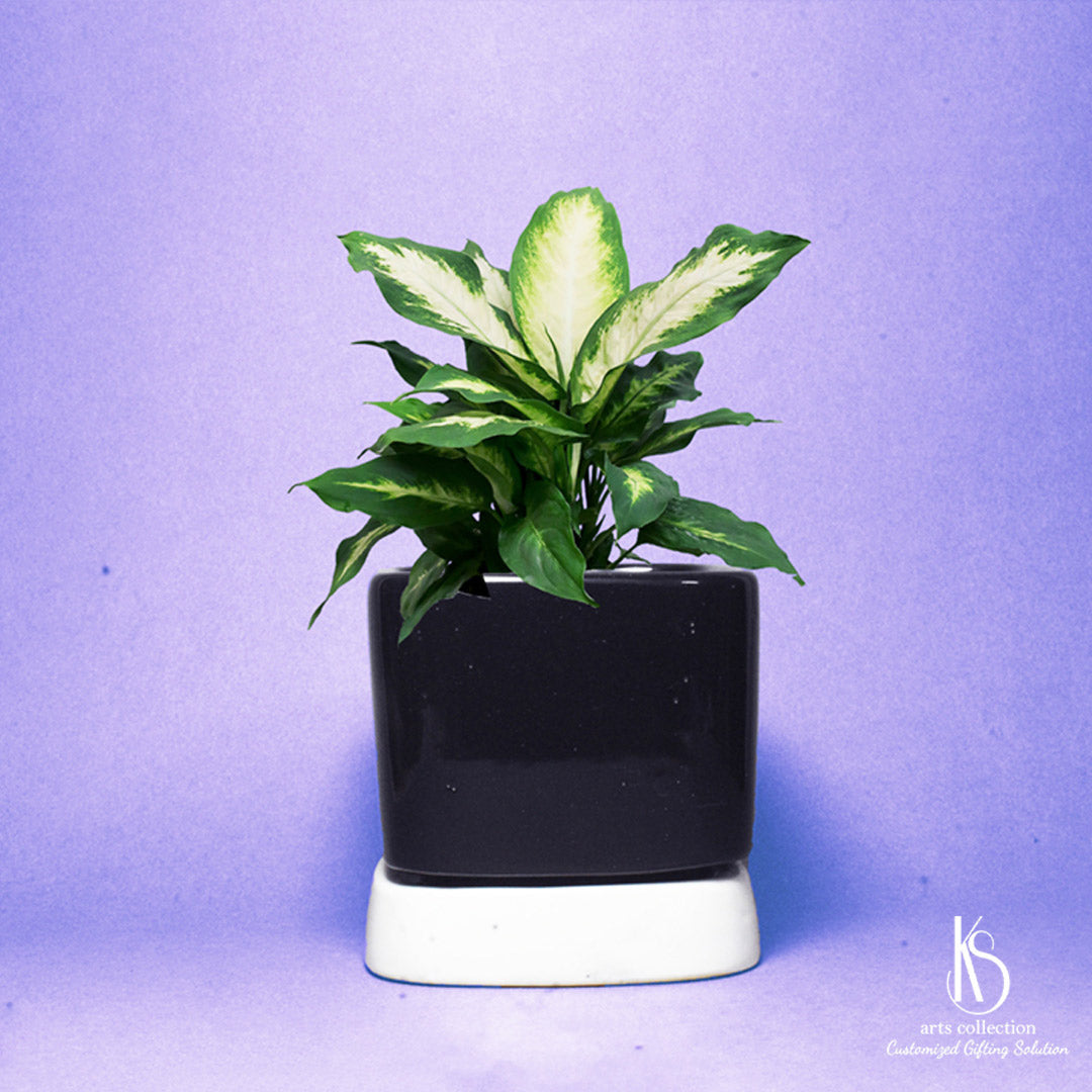 Welcome to our Online Gift Shop! Elevate your home decor with this KS Black Ceramic Planter. Personalize your space while creating an herb garden effortlessly!