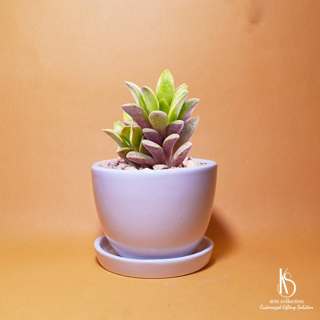 Add a touch of elegance to your home or office with our KS Bowl Ceramic Pot and Tray, an ideal choice for herb planters and personalized gifts. Check our online gift Shop