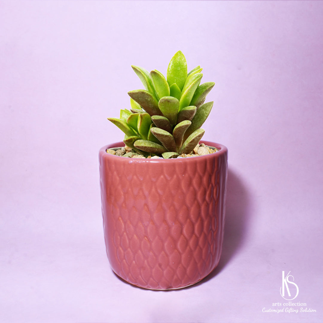 Bring style into any space with our KS Classy Designer Ceramic Pot planter. A great find from our online gift shop. Ideal as a personalised gift for green thumbs!