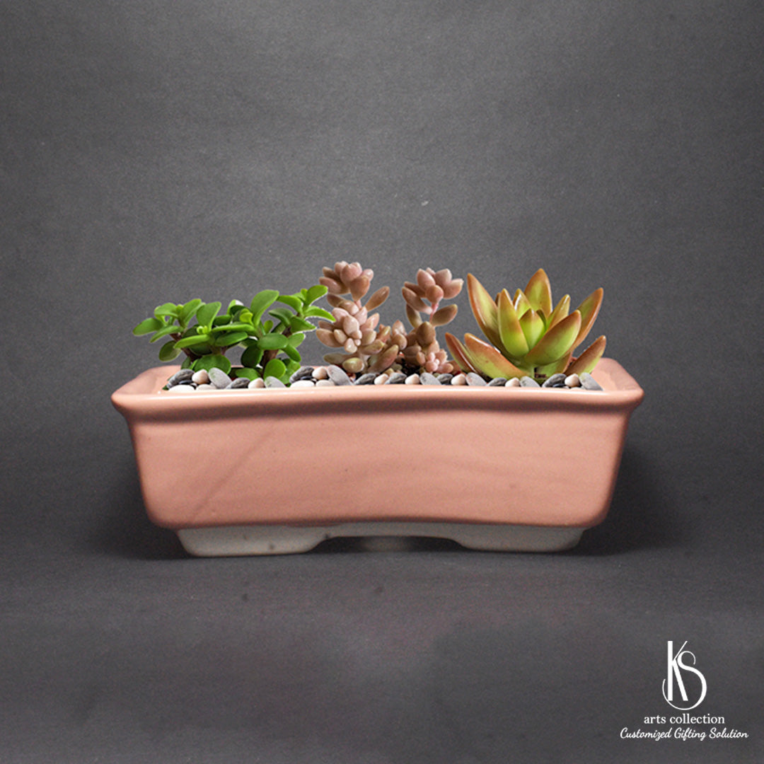 Spice up your indoor space with our KS Curved Ceramic Bonsai Tray. Shop now at our online gift shop - a great personalised gift for nature lovers