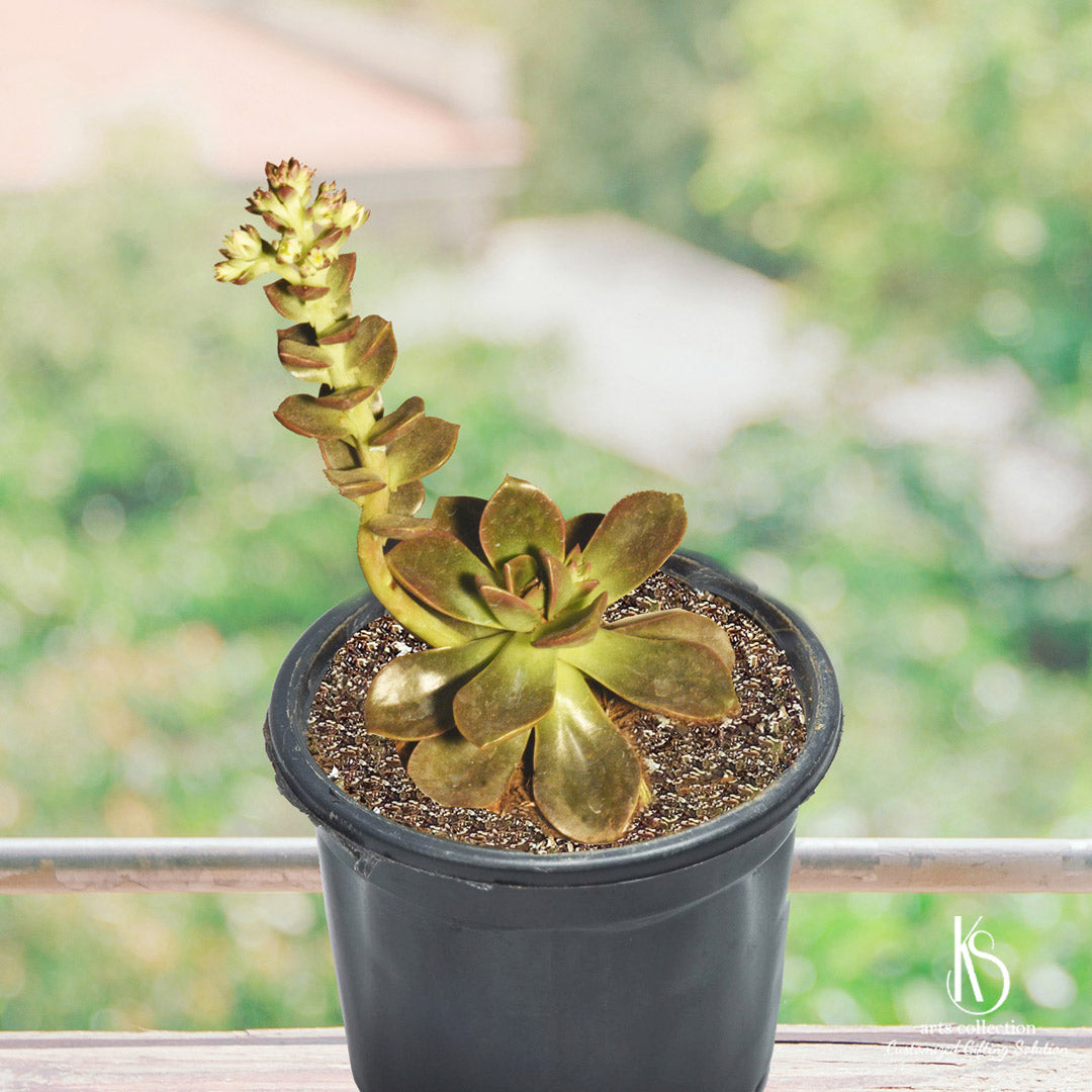 The KS Echeveria Melaco Succulent Plant makes a perfect personalised gift! Available now at our online gift shop. Bring greenery indoors!