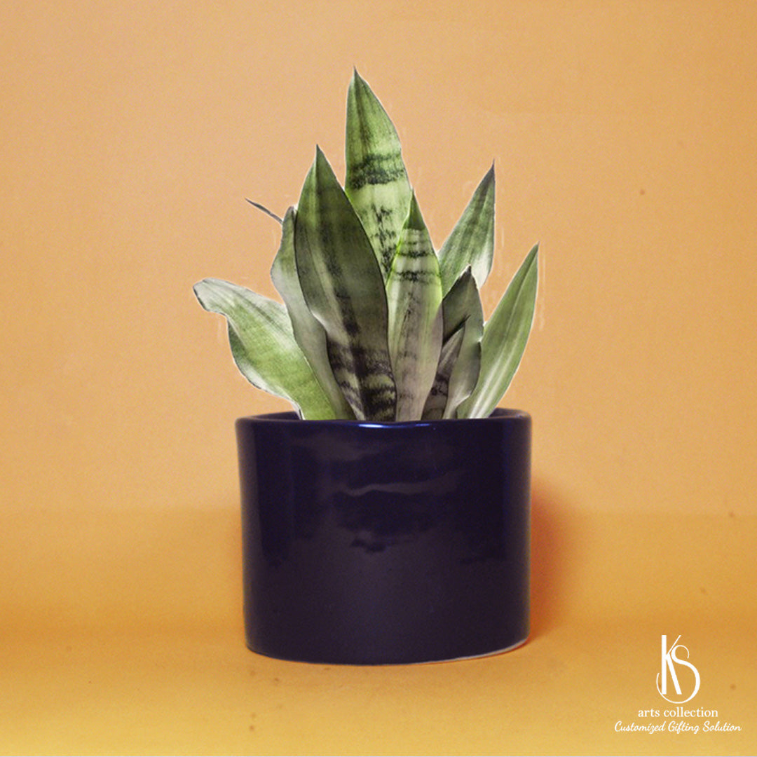 Discover the beauty of our KS Elegant Ceramic Planter at our Online Gift Shop! Personalise this charming herb planter for a unique gift that will delight any recipient.