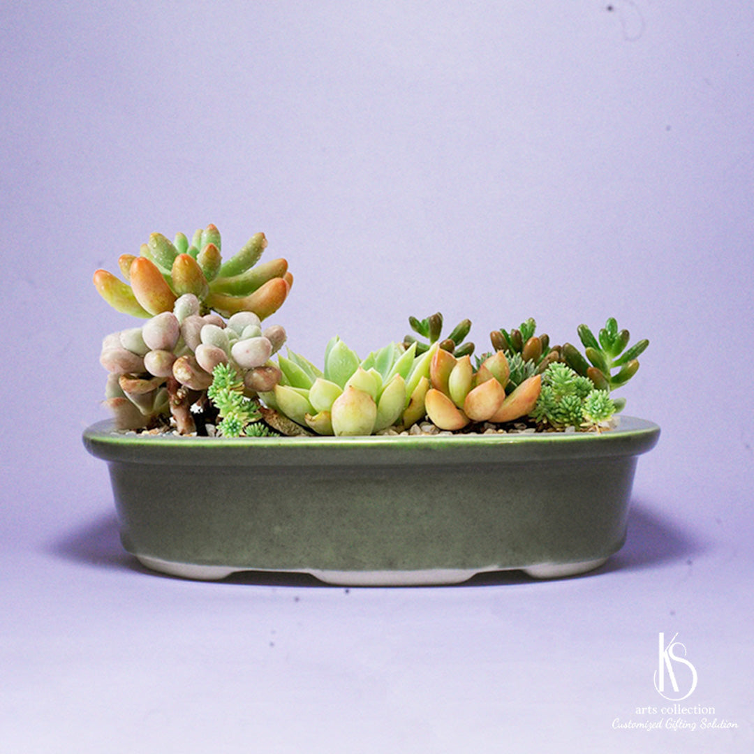 Make your garden blossom with our KS Elegant Oval Ceramic bonsai tray. A personalised gift for plant lovers from our online gift shop. Shop now