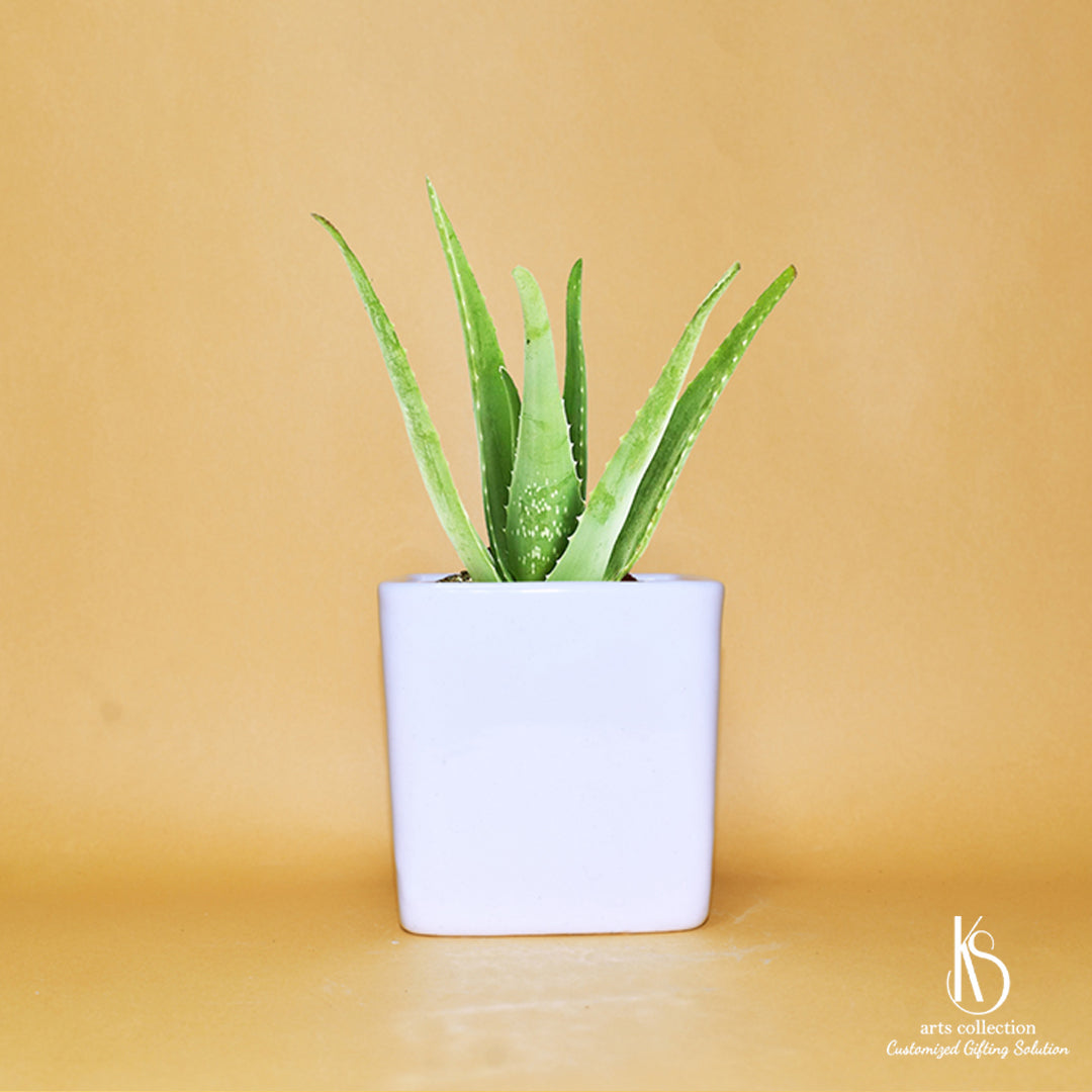 Looking for a special gift? Our Elegant Square Ceramic Planter from the Online Gift Shop is a perfect choice for herb enthusiasts. Personalise it and make their day!