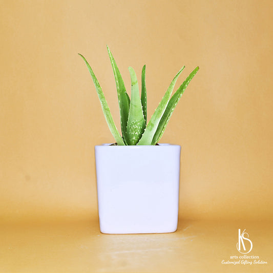 Looking for a special gift? Our Elegant Square Ceramic Planter from the Online Gift Shop is a perfect choice for herb enthusiasts. Personalise it and make their day!