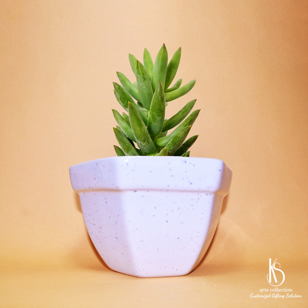 Spice up your kitchen with our KS Hexa Bowl Ceramic Herb Planter. Personalize it with names or a special message for a truly unique gift from our online shop.