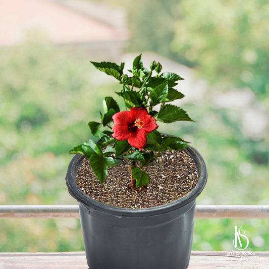 Looking for a heartwarming, personalised gift? Choose the KS Gudhal Hibiscus Plant from our online gift shop. Fill homes with joy and colours!